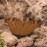 Junonia iphita Cramer, 1779